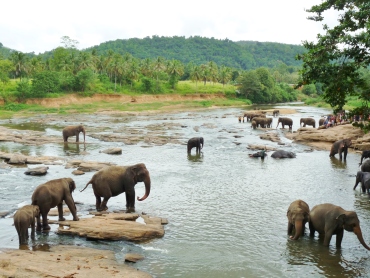 réserve d'éléphants à Pinnawala