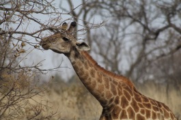 girafe tendant le cou pour se nourrir aux arbres