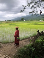 Photo ressemblant à un tableau _ arrière plan des montagnes, rizière au second et au premier plan une birmane